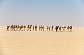Camel caravan on the Djado Plateau, Sahara, Niger, Africa