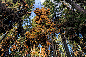 Millions of butterflies covering trees, Monarch Butterfly Biosphere Reserve, UNESCO World Heritage Site, El Rosario, Michoacan, Mexico, North America