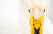 Close-up of Whooper swan (Cygnus cygnus), Kent, England, United Kingdom, Europe