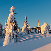 Schneebedeckte Bäume und Hütte, Kuusamo, Finnland, Europa
