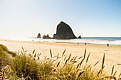 Haystack Rock und The Needles, mit Gynerium-Spikes im Vordergrund, Cannon Beach, Clatsop County, Oregon, Vereinigte Staaten von Amerika, Nordamerika