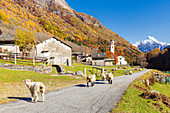 Schafe laufen auf der Straße nahe einem Bergdorf, Val Bodengo, Valchiavenna, Valtellina, Lombardei, Italien, Europa