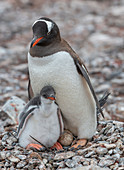Gentoo penguin (Pygoscelis papua) with chick and egg, Antarctica, Polar Regions