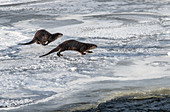 Two river otters (Lontra canadensis), running on snow and ice, Yellowstone National Park, UNESCO World Heritage Site, Wyoming, United States of America, North America
