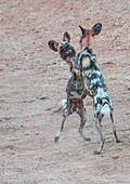 Afrikanische Wildhunde (Lycaon pictus), stehend und spielend, South Luangwa National Park, Sambia, Afrika