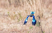 Lilac-breasted roller (Coracias caudatus), chasing butterfly, South Luangwa National Park, Zambia, Africa