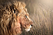 Kopfschuss eines männlichen Löwen (Panthera Leo), Namibia, Afrika
