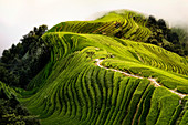 Draufsicht auf einen Weg in den Longsheng-Reisterrassen, auch bekannt als Dragon's Backbone-Reisterrassen, Guanxi, China, Asien