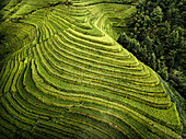 Aerial view of Longsheng rice terraces, also knows as dragon's backbone due to their shape, Guangxi, China, Asia