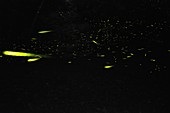 Fireflies in the dark, Emilia Romagna, Italy, Europe