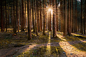 Lärchenholz und Sonnenstern zwischen Baumstämmen, Trentino-Südtirol, Italien, Europa
