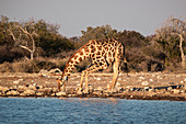 Giraffe (Giraffa camelopardalis) drinking in a pond with bent legs, Etosha National Park, Namibia, Africa