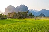 Laos, Provinz Vientiane, Vang Vieng, Reisfeld, Karstgebirge im Hintergrund