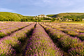 Lavendelfeld (Lavandula sp) bei Sonnenaufgang, Banon, Frankreich