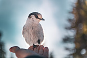 Canada, British Columbia, Bird perching on male hand