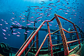 Die Bahamas, Nassau, Unterwasser-Blick auf Fische schwimmen um Schiffswrack