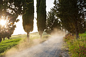 Dust on dirt Cypress tree lined road at sunset, Tuscany, Italy