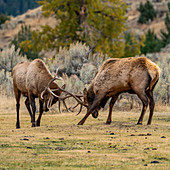 USA,Wyoming,Yellowstone National Park,Elk (Cervus elaphus) bulls in sparring duel for dominance in Yellowstone National Park