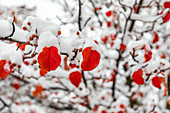 Red autumn leaves on tree covered with snow