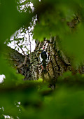 Großer Buntspecht, hämmert auf den Baum, Bad Honnef, NRW, Deutschland