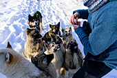 Young sled dog getting treats, Björn Klauer&#39;s husky farm, Bardufoss, Norway