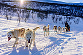 Hundeschlittentour bei Indset, Huskyfarm von Björn Klauer, Bardufoss, Norwegen