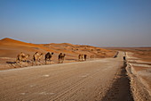 Kamele laufen entlang Straße durch die Wüste, nahe Arabian Nights Village, Razeen Area of Al Khatim, Abu Dhabi, Vereinigte Arabische Emirate, Naher Osten