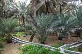 Aqueduct next to date palms in the Al Ain Oasis, Al Ain, Abu Dhabi, United Arab Emirates, Middle East