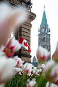 Turm vom Parlamentsgebäude gesehen durch Tulpen mit kanadischer Nationalflagge auf Gebäude, Ottawa, Ontario, Kanada, Nordamerika