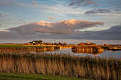 Reeds on the lakeshore and clouds in the late afternoon, near Den Burg, Texel, West Frisian Islands, Friesland, Netherlands, Europe