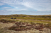 Drei Personen auf Pferden reiten auf Weg durch Sanddünen, nahe Hoorn, Terschelling, Westfriesische Inseln, Friesland, Niederlande, Europa