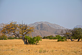 Angola; im südlichen Teil der Provinz Namibe; Iona Nationalpark; Ende der Trockenzeit; gebirgige Landschaft; Grassavanne mit niederen Akazienbäumen und anderen Büschen