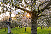 Kirschbaumplantage zur Kirschblüte in Franken bei Ebermannstadt zum Sonnenuntergang, Oberfranken, Bayern, Deutschland