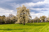 Cherry tree plantation for cherry blossom in Franconia near Ebermannstadt in the afternoon, Upper Franconia, Bavaria, Germany