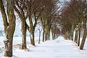 Winter avenue in the snowstorm, Georgshof, Ostholstein, Schleswig-Holstein, Germany