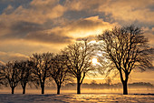 Winter impression of trees in the morning light, Georgshof, Ostholstein, Schleswig-Holstein, Germany