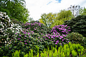 Rhododendronhain im Eutiner Seepark, Naturpark Holsteinische Schweiz, Ostholstein, Schleswig-Holstein, Deutschland