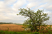 Morning mood in Geltinger Birk, Baltic Sea, nature reserve, Geltinger Birk, Schleswig-Holstein, Germany