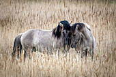 Koniks (Wildpferde) in der Geltinger Birk, Ostsee, Naturschutzgebiet, Geltinger Birk, Schleswig-Holstein, Deutschland