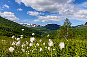 Wollgras, Bergpanoramen und Schluchten entlang des Silvervägen (R 77) bis zum Junkerdal, Norwegen