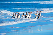 Gentoo penguins (Pygocelis papua papua) getting out of the water, Sea Lion Island, Falkland Islands, South America