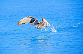 Brauner Pelikan (Pelecanus Occidentalis) Abflug, Key West, Florida, USA