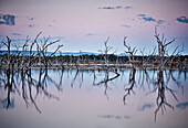 Sonnenaufgang am überfluteten Wald, Lily Creek Lagoon, Kununurra, Western Australia, Australien
