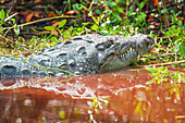 American alligator (Alligator mississipiensis), Sanibel Island, J.N. Ding Darling National Wildlife Refuge, Florida, USA