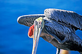 Brown Pelicans (Pelecanus occidentalis) performing contortions, Laguna Beach, Orange County, California, USA, 
