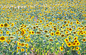 Sonnenblumenfeld, Moustiers Sainte Marie, Alpes-de-Haute-Provence, Provence, Frankreich, Europa