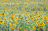 Field of sunflowers, Moustiers Sainte Marie, Alpes de Haute Provence, Provence, France, Europe