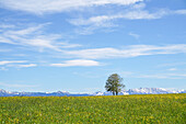 Frühlingswiese im Alpenvorland mit Blick auf die verschneiten Gipfel des Estergebirges, Huglfing, Etting, Weilheim, Bayern, Deutschland