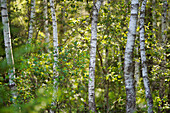 Junge Birken im Sommerwald, Bayern, Deutschland, Europa