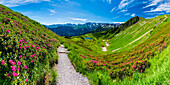Alpenrosenblüte, Panorama vom Fellhorn über den Schlappoldsee und Bergstation der Fellhornbahn zum zentralen Hauptkamm der Allgäuer Alpen, Allgäu, Bayern, Deutschland, Europa